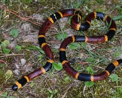 Image of Texas Coral Snake