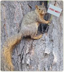 Image result for squirrels gif