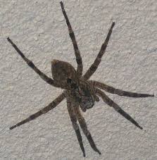 Résultats de recherche d'images pour « araignée photo »