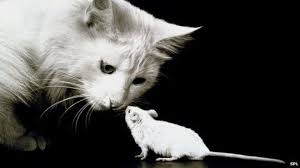 Resultado de imagen de Gato y ratón