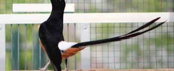 Hasil gambar untuk murai batu