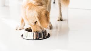 Dog foods recalled over potential contamination risks