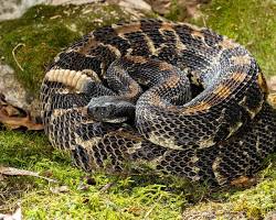 Image of Timber Rattlesnake