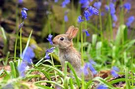 Image result for RABBIT