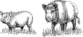 Image result for california wild boar size