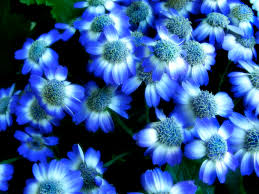 Image result for flowers blue