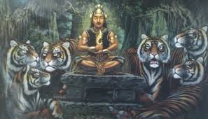 Hasil gambar untuk gambar harimau cindaku