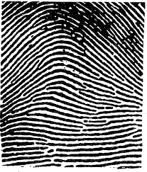 Résultat de recherche d'images pour "fingerprint types"