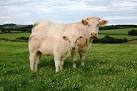 Bilder av charolais