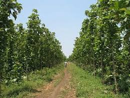 Image result for sagwan image green tree image