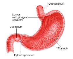 Image result for human stomach