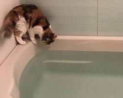 Image of cat leaping out of a bathtub