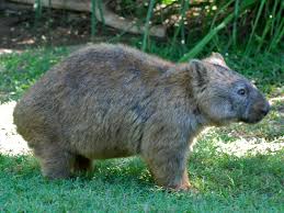 Image result for wombat