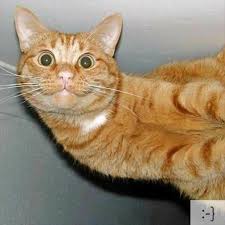 Image result for funny cats