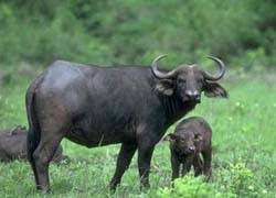 Image result for cape buffalo