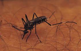 Image result for images of mosquito