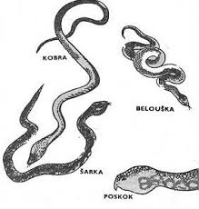 Image result for ZMIJA