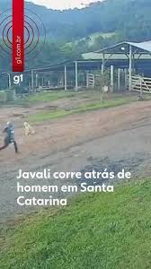 Homem que escapou de ataque de javali se escondeu em refeitório em SC: 'foi a primeira vez que vi'
