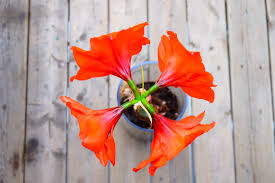 Image result for flowers of all colors flowers "flowers"