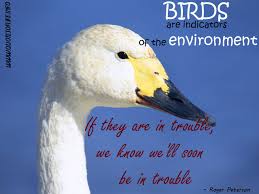 Birds are indicators of the environment. If they are in trouble ... via Relatably.com