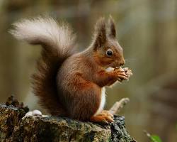 Image of Red squirrel