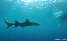 Image result for Shark Attack porn actress