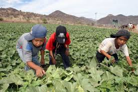 Resultado de imagen para fotos de campesinos trabajando en su chacra