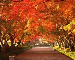 那須高原の紅葉の画像