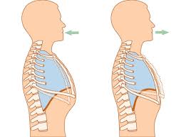 Resultat d'imatges de DIBUIX APARELL EXCRETOR