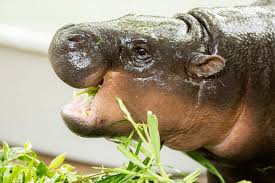 Moo-ving Celebration! Viral Hippo Turns 1, Fans Go Wild!