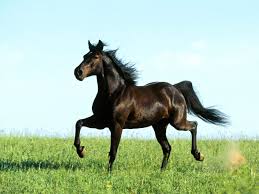 Image result for HORSE
