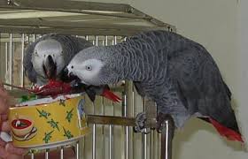 Image result for african grey parrot for sale