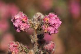 Image result for Erica johnstoniana