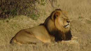 Image result for cecil lion