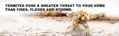 Image result for termite inspection