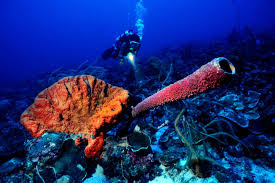 I've Gone on 143 Dives—and These Underwater 'Forests' in Curaçao Are Some of My Favorite Scuba Sites in the Caribbean