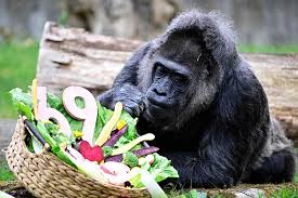 World’s Oldest Gorilla Celebrates 69th Birthday, but Where's the Cake?
