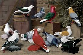 Image result for pigeons