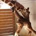Zoo owner: April the giraffe's baby is 'very independent'