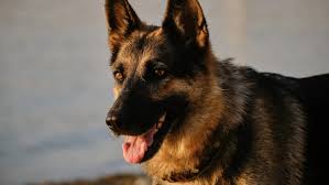 Her Rescue German Shepherd Changed Everything—Now She's Asking for Help to Do Right by Him