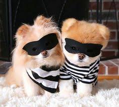 Image result for bandit dogs