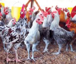 Hasil gambar untuk ayam kampung