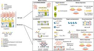 Unraveling the Molecular Mechanisms Driving Antifungal Drug Resistance | npj Antimicrobials and Resistance - 1