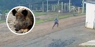VÍDEO: Trabalhador foge de ataque brutal de espécie exótica e que virou problema em SC