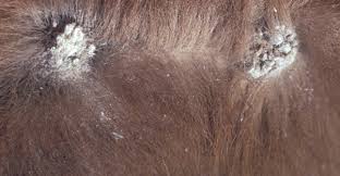 Image result for "ringworm in cattle"