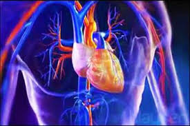 kardiyovasküler ile ilgili görsel sonucu