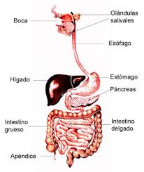Resultado de imagen para cuerpo humano