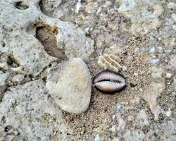 Imagem de Conchas de moluscos e corais