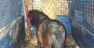 Resultado de imagen de pony en el circo