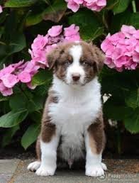 Afbeeldingsresultaat voor australian shepherd puppyplaats